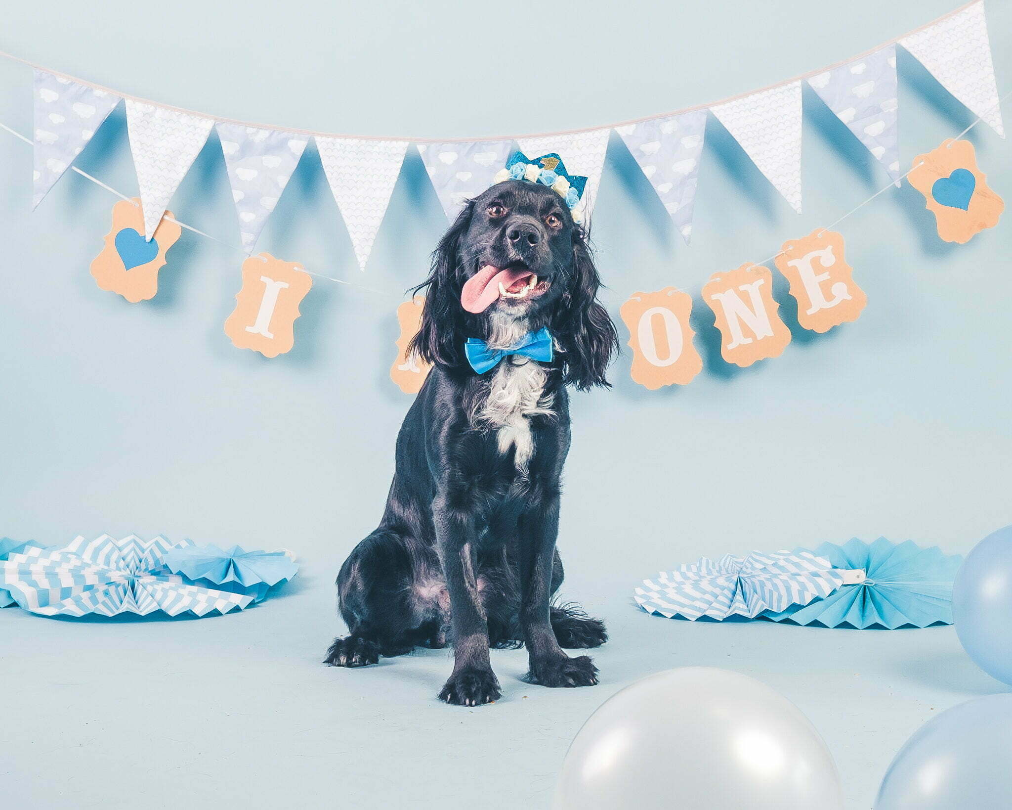 Rutland Pet Photographer